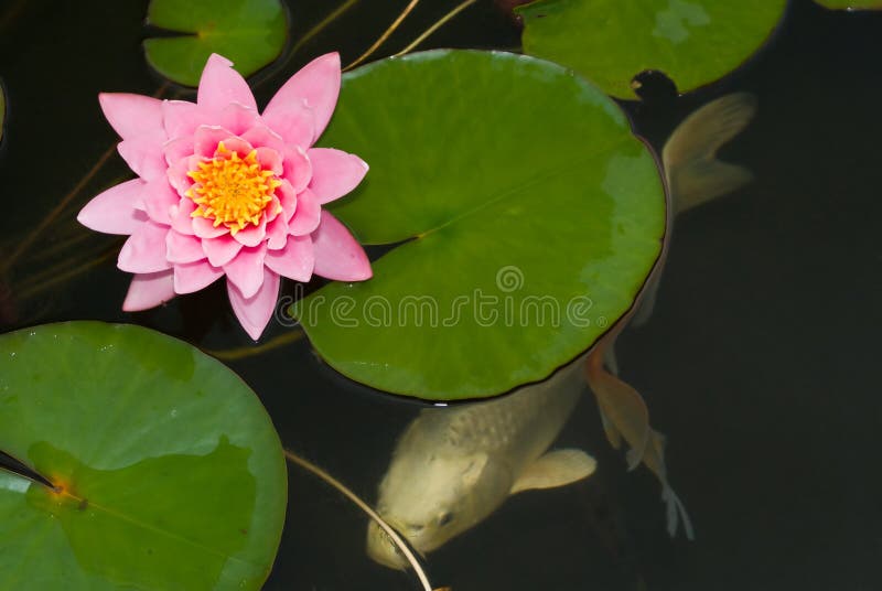 Koi under Water Lilly stock image Koi under Water Lilly stock image