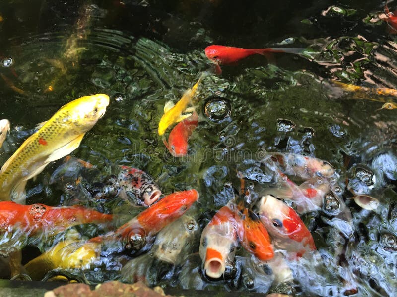 koi vis in het vijver stock afbeelding koi vis in het vijver stock afbeelding