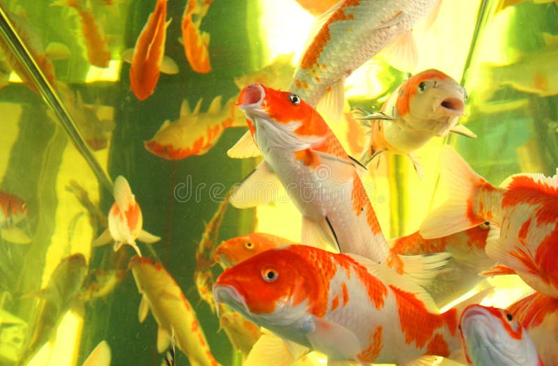 Kois in an aquarium stock photo. Image of peace, vivid 4542546