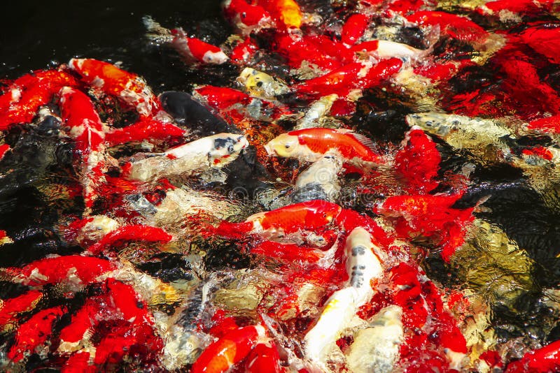 Kois carp in a pond stock photo. Image of outdoors, culture 34920104