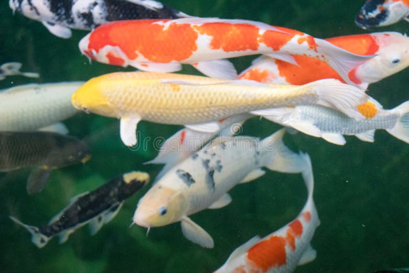 KoisKarpfen In Einem Teich Stockbild Bild von kois, teich 34920955