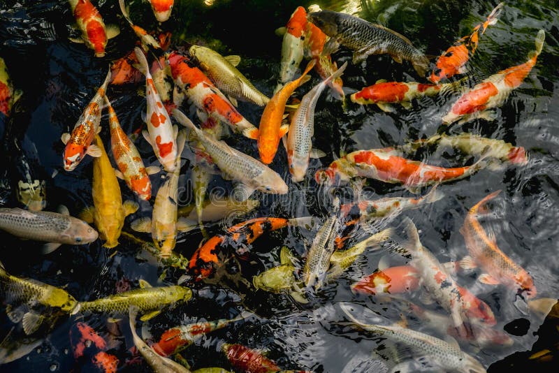 Koivissen, Buitensporige Karpervissen die in de vijver, Hoogste mening zwemmen stock foto Koivissen, Buitensporige Karpervissen die in de vijver, Hoogste mening zwemmen stock foto