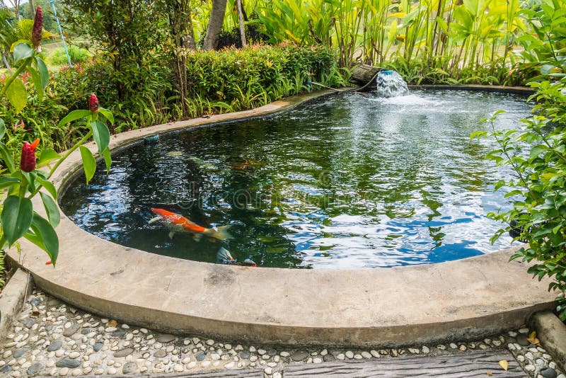 Koivissen die in tuinvijver zwemmen royalty-vrije stock afbeelding Koivissen die in tuinvijver zwemmen royalty-vrije stock afbeelding