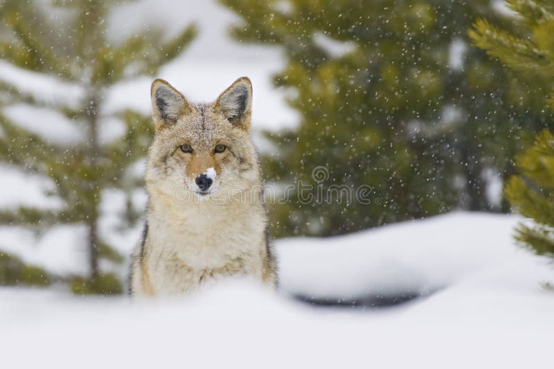 Kojote im Schnee-Sturm. Yellowstone, Wyoming lizenzfreie stockbilder Kojote im Schnee-Sturm. Yellowstone, Wyoming lizenzfreie stockbilder
