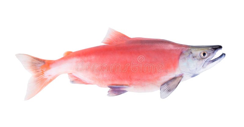 Kokanee Salmon (Oncorhynchus nerka) in its spawning colors isol