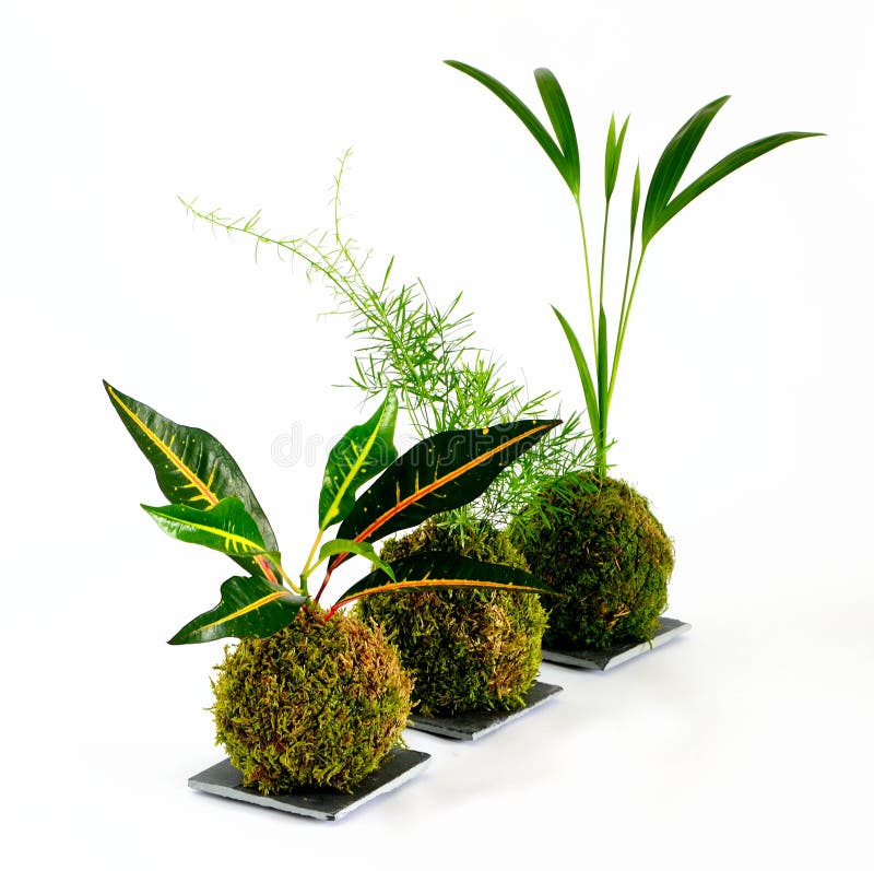 free download kokedama free download kokedama