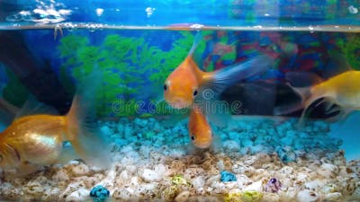 https://thumbs.dreamstime.com/b/koki-oder-indonesischer-goldfisch-cyprinus-carpii-im-mini-sauerstoff-aquarium-bekannt-als-indonesisches-lieblingstier-es-wird-255651760.jpg?w=400