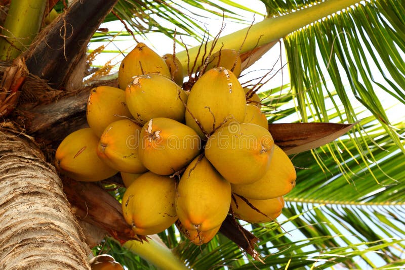 Kokosnoten aan een kokospalm stock afbeeldingen