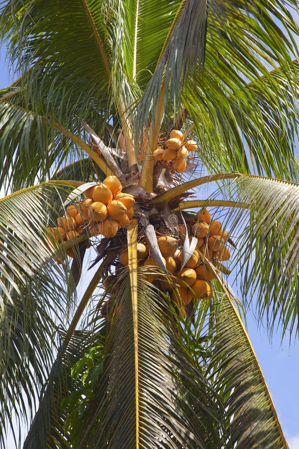 Kokosnoten aan een palmboom stock foto's