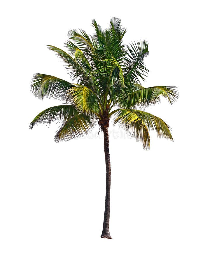 Kokosnotenpalm, op witte achtergrond wordt geïsoleerd die