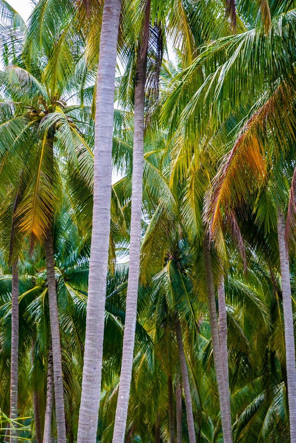 Kokosnotenpalmen, Thailand royalty-vrije stock afbeelding Kokosnotenpalmen, Thailand royalty-vrije stock afbeelding