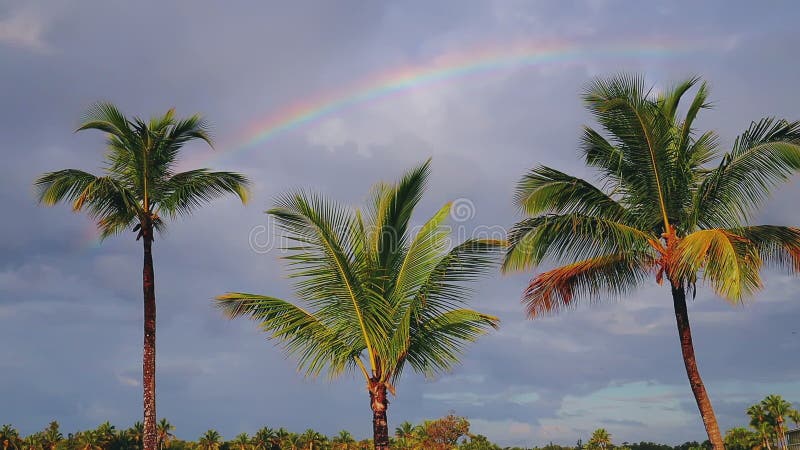 KokosnussPalmen und Regenbogen gegen blauen tropischen Himmel mit Wolken Tropische Ferien des Sommers