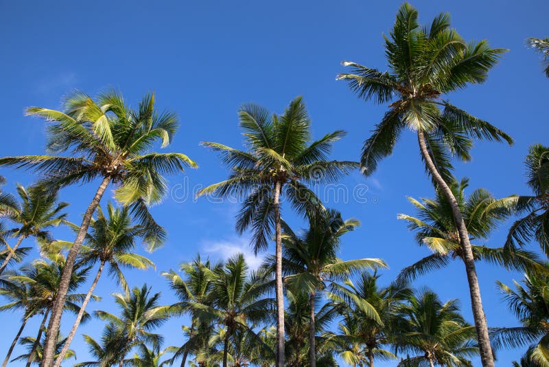 Kokosnötpalmträd arkivbilder Kokosnötpalmträd arkivbilder