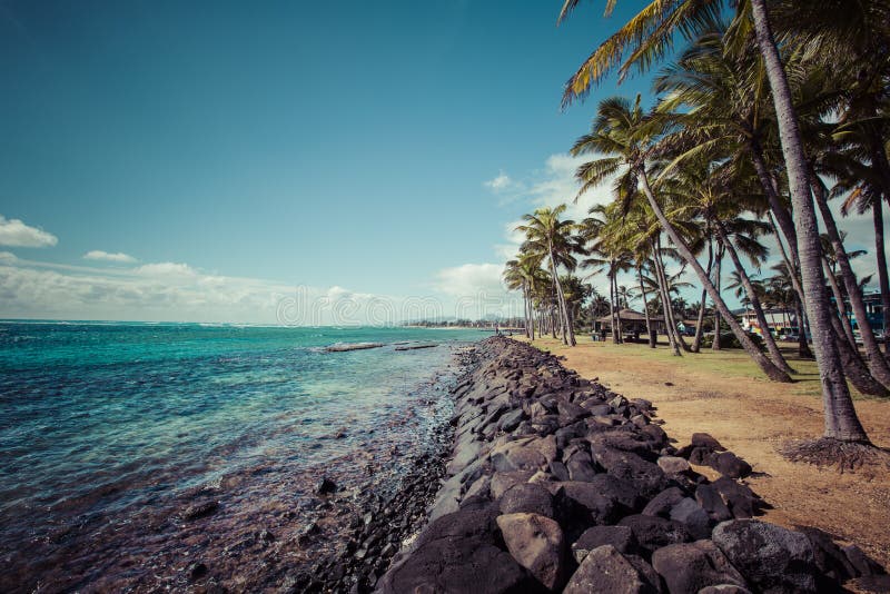 Kokosnötpalmträd på den sandiga stranden i Kapaa Hawaii, Kauai royaltyfria bilder Kokosnötpalmträd på den sandiga stranden i Kapaa Hawaii, Kauai royaltyfria bilder