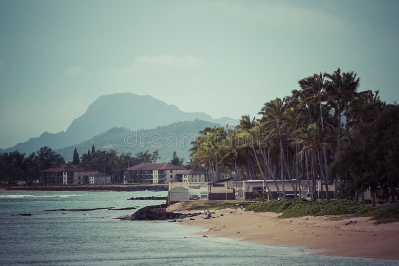 Kokosnötpalmträd på den sandiga stranden i Kapaa Hawaii, Kauai arkivbild Kokosnötpalmträd på den sandiga stranden i Kapaa Hawaii, Kauai arkivbild