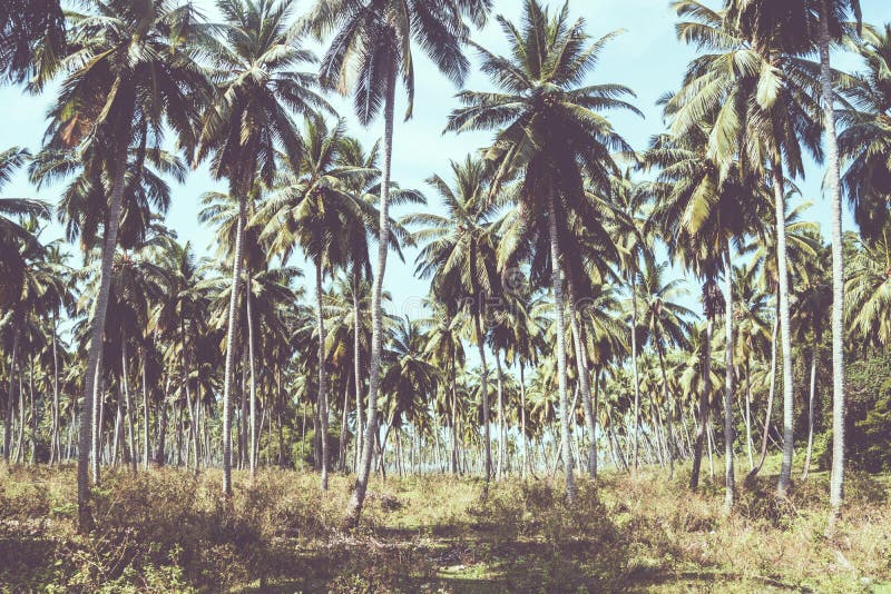 Kokosnötpalmträdlantgård i ön Thailand royaltyfri bild Kokosnötpalmträdlantgård i ön Thailand royaltyfri bild