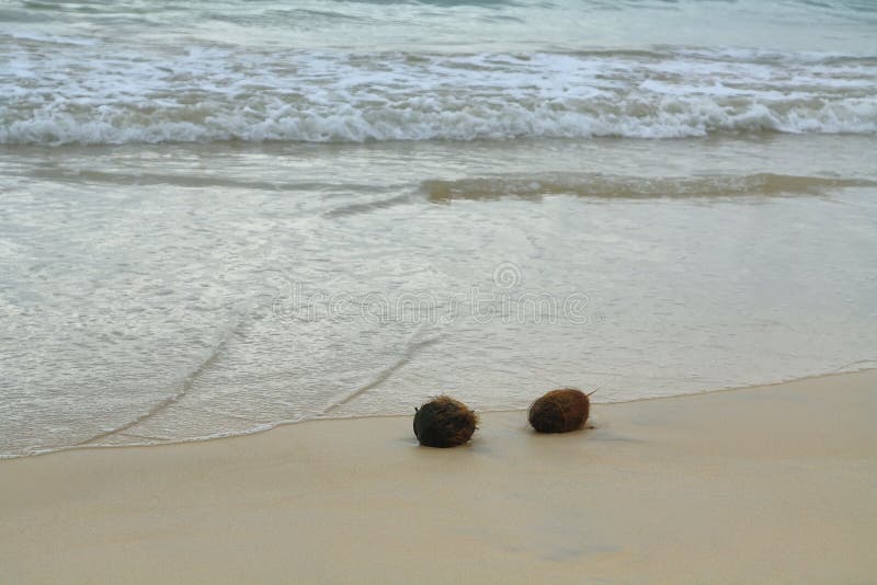 Kokosnüsse im Sand in Floreana-Insel