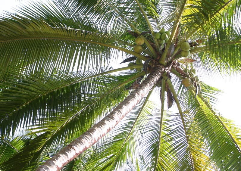 Kokospalm stock afbeelding