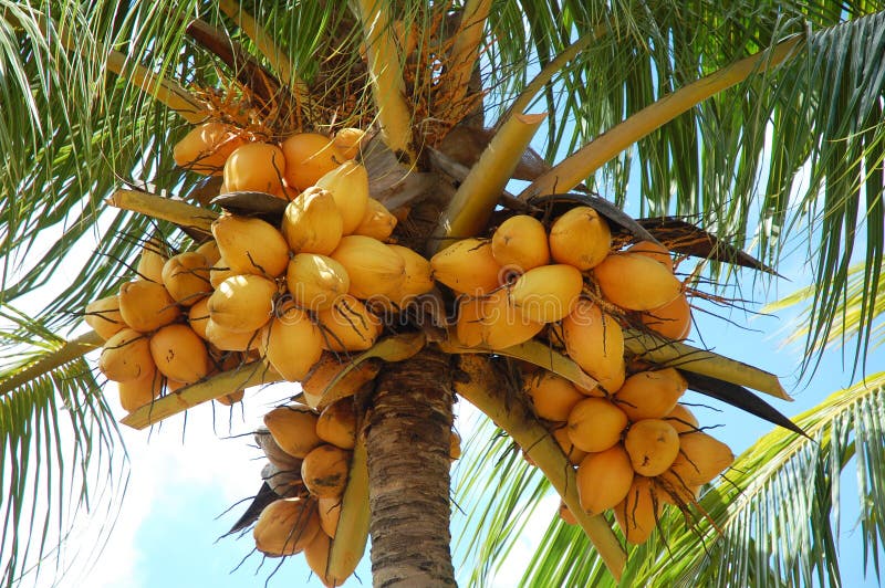 Kokospalm royalty-vrije stock afbeeldingen
