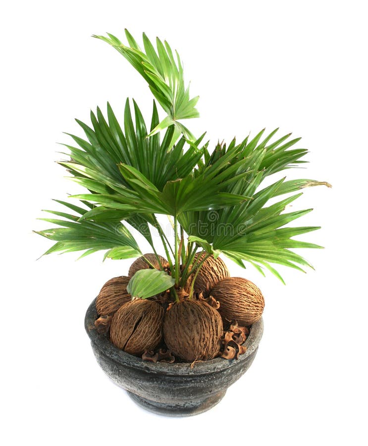 Kokospalm stock foto's