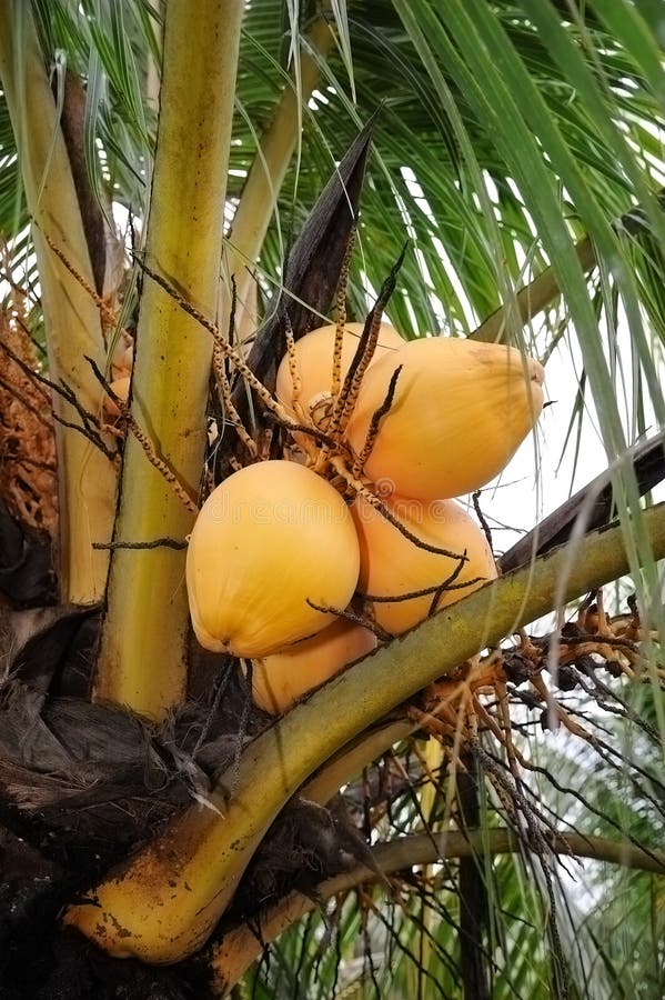 Kokospalm royalty-vrije stock afbeelding