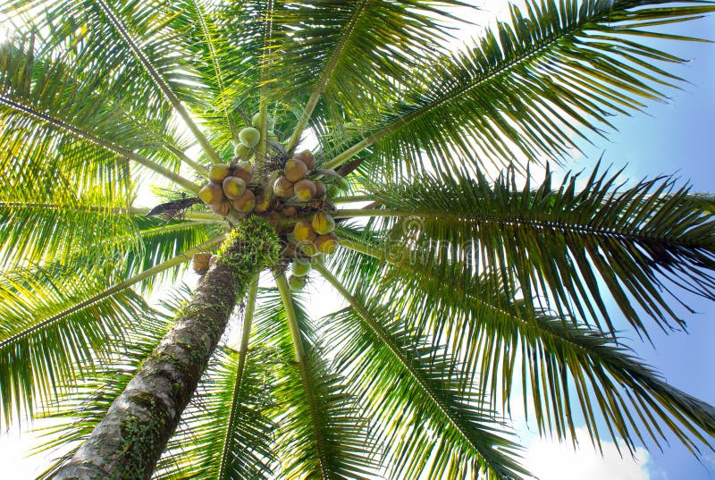 Kokospalm royalty-vrije stock afbeelding