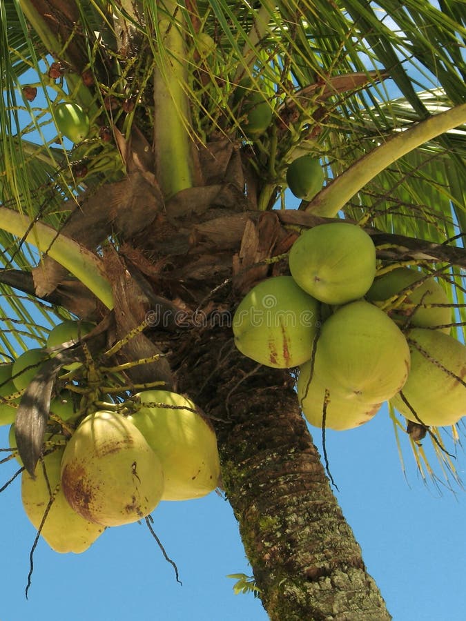 Close view of a coconut tree loaded with bunches of coconut fruits against a bright sunny sky. The water inside young coconuts is a naturally fat-free beverage much appreciated in the tropics, and its rich mineral contents make it a great isotonic drink for sports practicers. Close view of a coconut tree loaded with bunches of coconut fruits against a bright sunny sky. The water inside young coconuts is a naturally fat-free beverage much appreciated in the tropics, and its rich mineral contents make it a great isotonic drink for sports practicers.