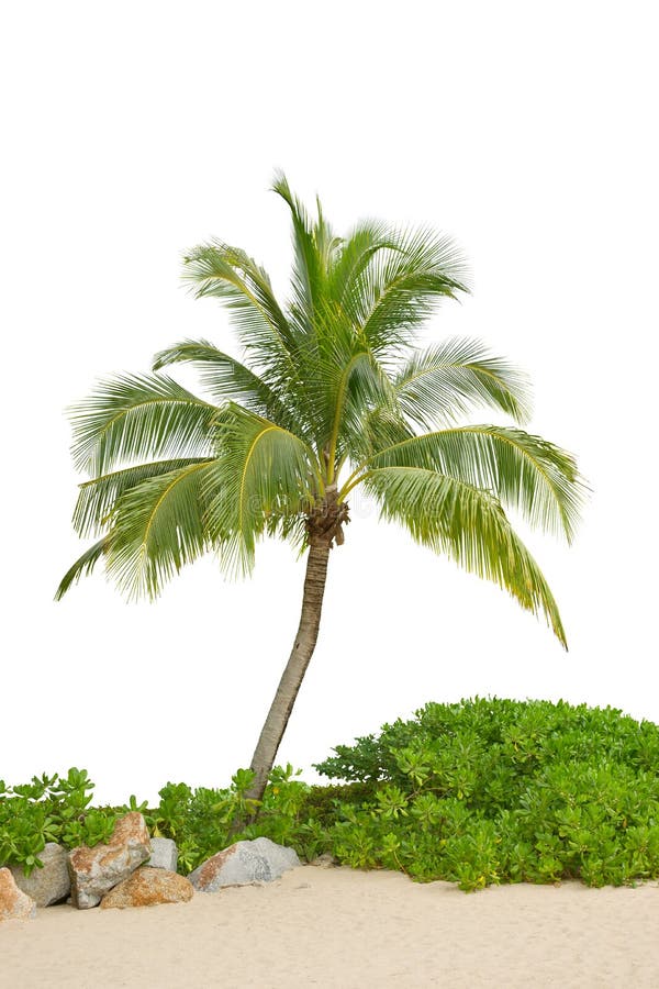 Coconut tree on white background. Coconut tree on white background