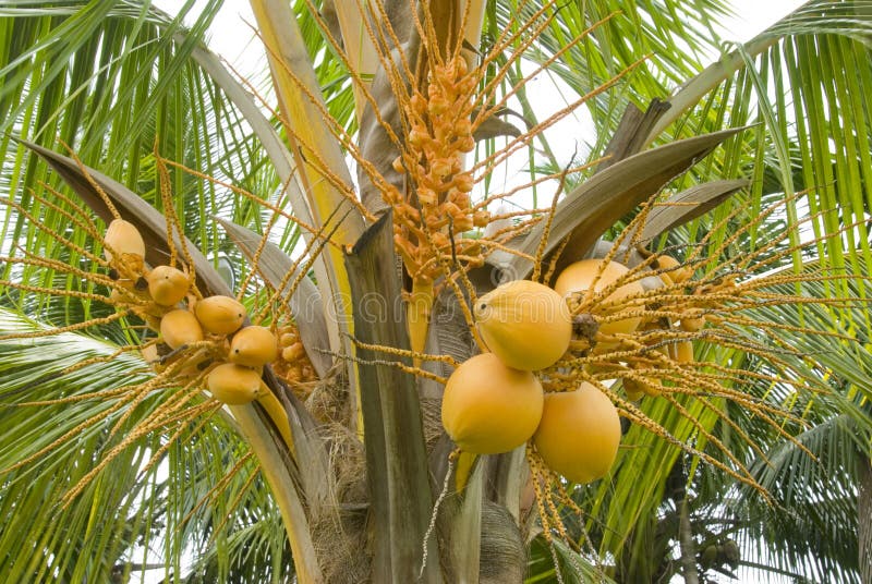 Kokospalm stock foto