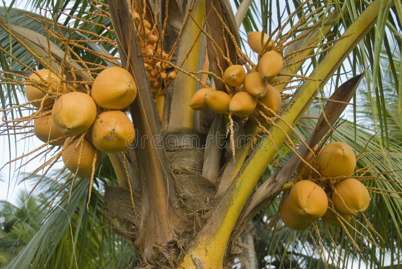 Kokospalm royalty-vrije stock foto