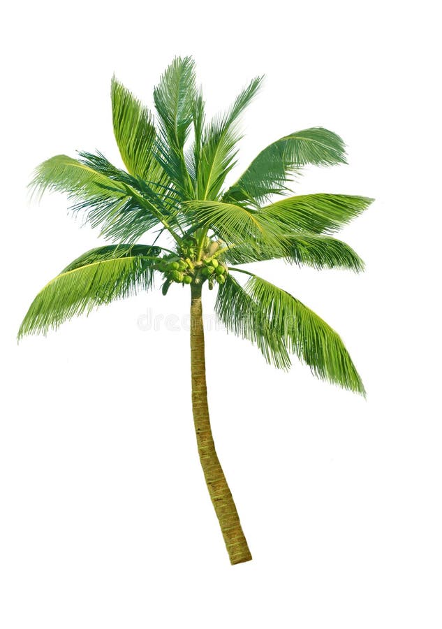 Kokospalm royalty-vrije stock foto's