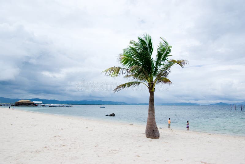 Kokospalm stock foto's