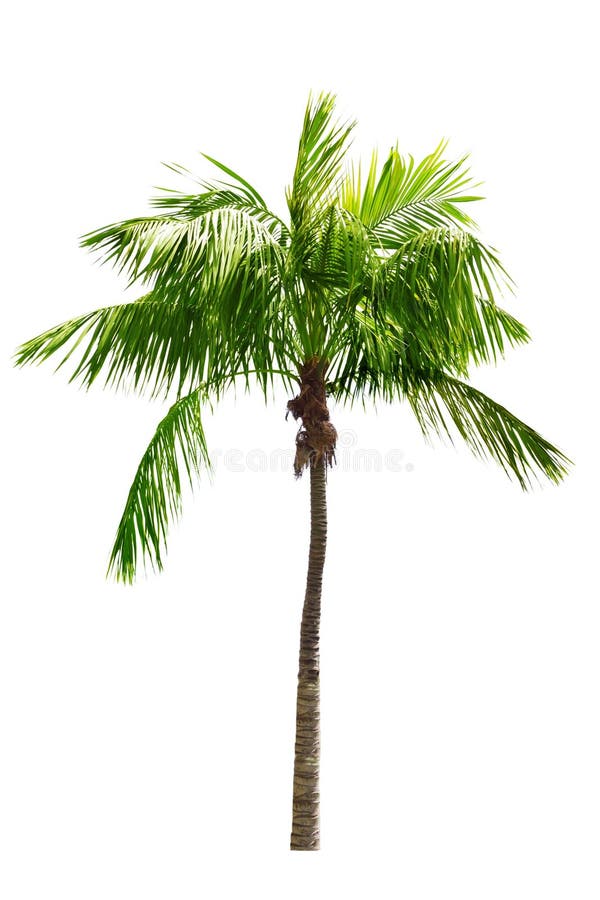 Kokospalm stock foto's