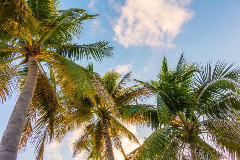 Kokospalm över blå himmel arkivfoto Kokospalm över blå himmel arkivfoto