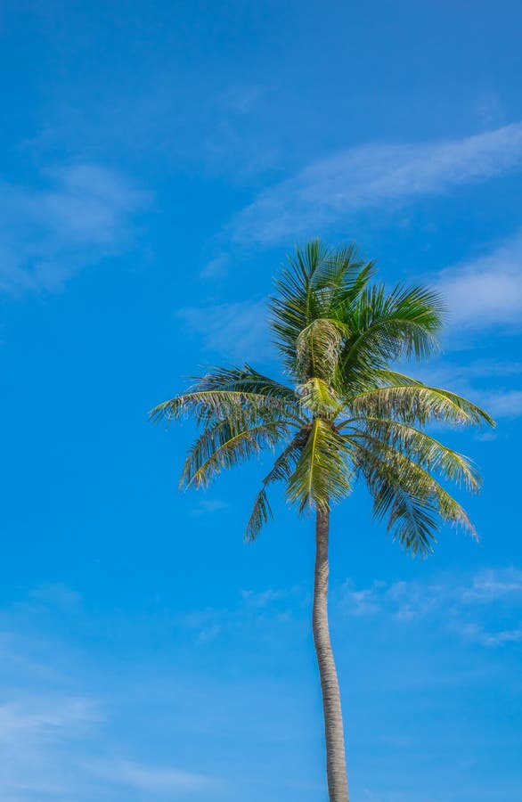 Kokospalm över blå himmel fotografering för bildbyråer Kokospalm över blå himmel fotografering för bildbyråer