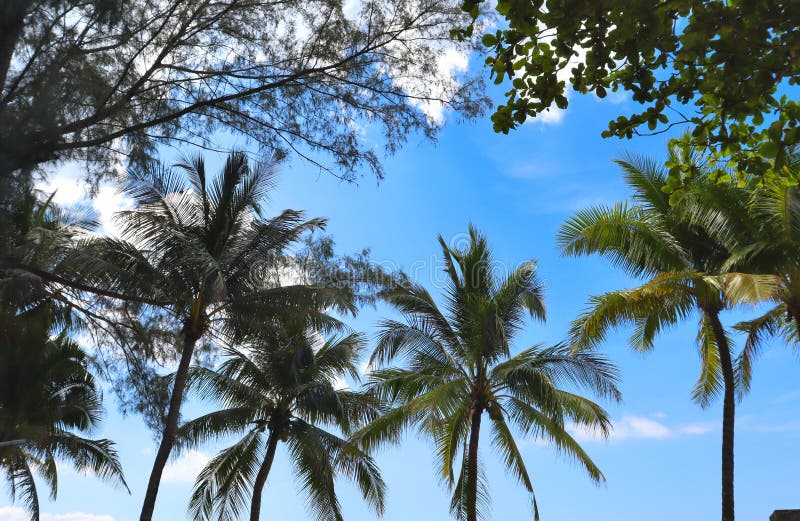 Kokospalmen op de stranden van azië in de phuket in thailand, tegen de achtergrond van bergen en de blauwe lucht stock afbeelding Kokospalmen op de stranden van azië in de phuket in thailand, tegen de achtergrond van bergen en de blauwe lucht stock afbeelding