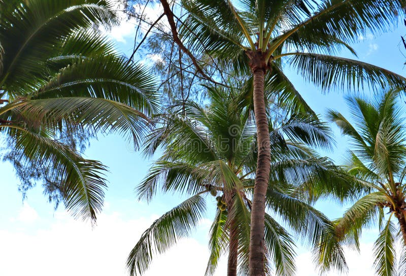 Kokospalmen op de stranden van azië in de phuket in thailand, tegen de achtergrond van bergen en de blauwe lucht stock afbeeldingen Kokospalmen op de stranden van azië in de phuket in thailand, tegen de achtergrond van bergen en de blauwe lucht stock afbeeldingen