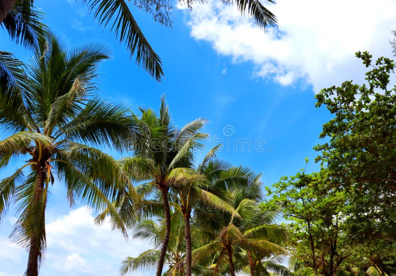 Kokospalmen op de stranden van azië in de phuket in thailand, tegen de achtergrond van bergen en de blauwe lucht stock afbeelding Kokospalmen op de stranden van azië in de phuket in thailand, tegen de achtergrond van bergen en de blauwe lucht stock afbeelding