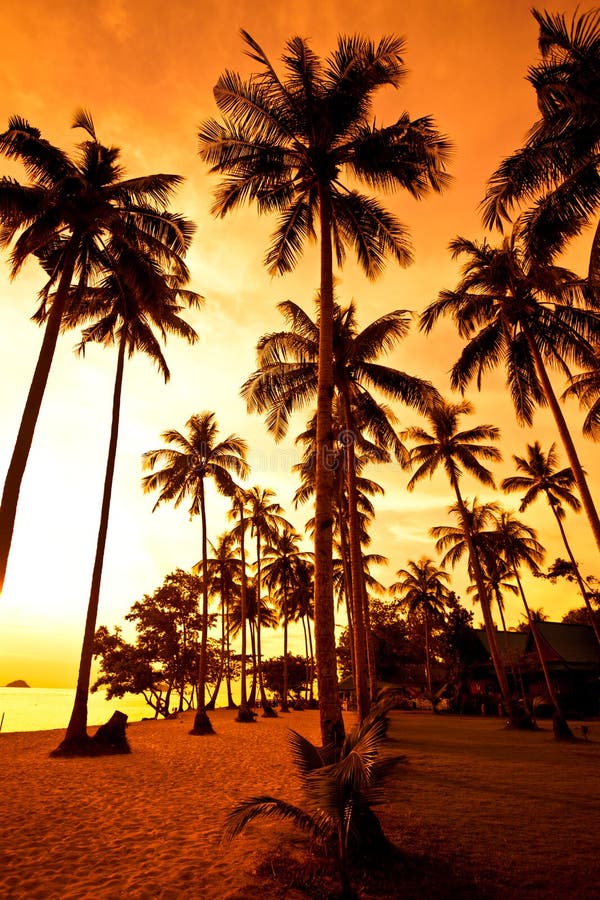 Kokospalmen op zandstrand in keerkring op zonsondergang