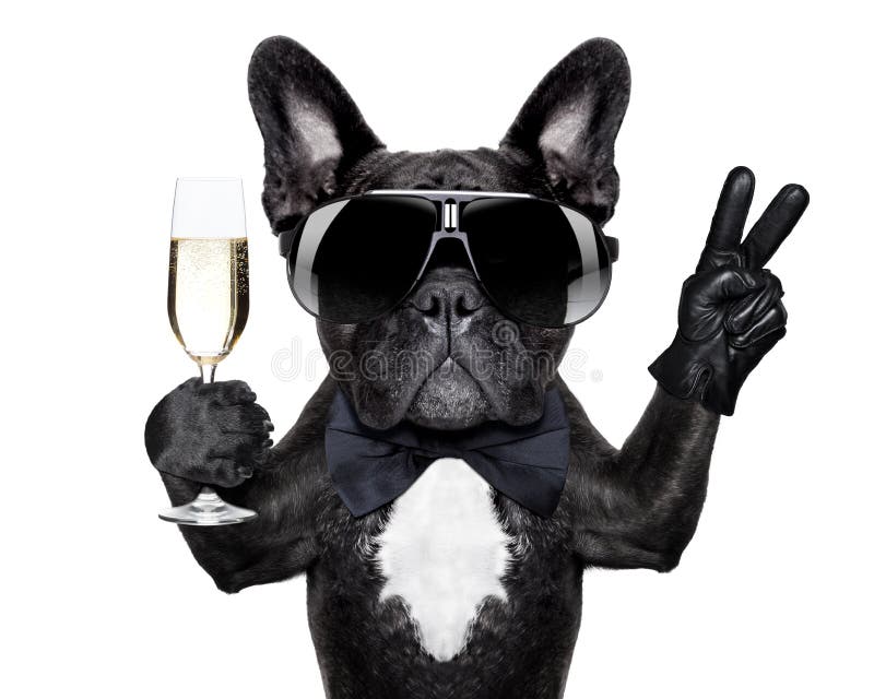 French bulldog with a champagne glass and victory or peace fingers. French bulldog with a champagne glass and victory or peace fingers
