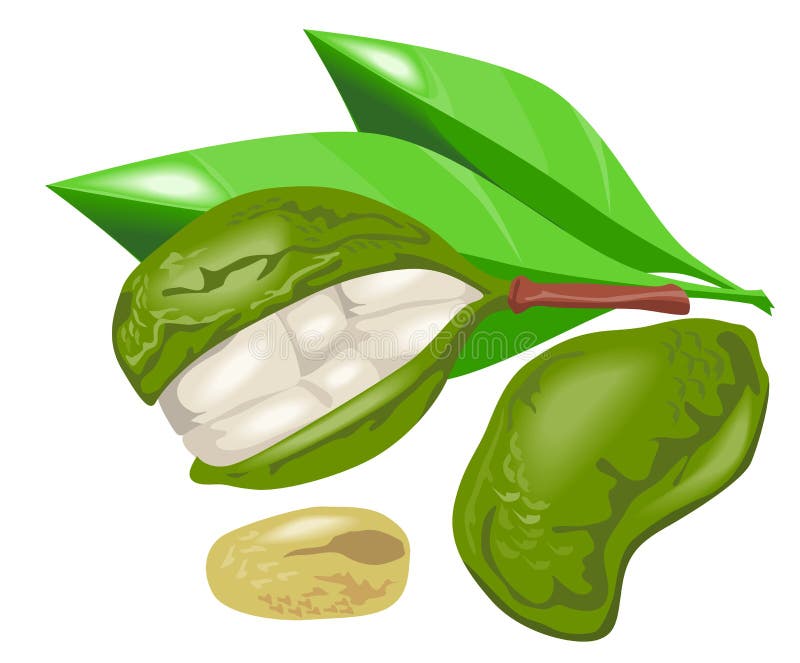 Kola nut with leaves stock illustration. Illustration of bean 3463942