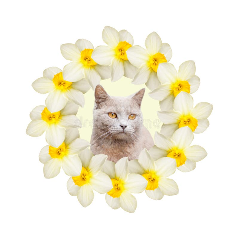Kola? pi?kny daffodil kwitnie z jeden szarym kotem na bia?ym tle zdjęcia stock Kola? pi?kny daffodil kwitnie z jeden szarym kotem na bia?ym tle zdjęcia stock