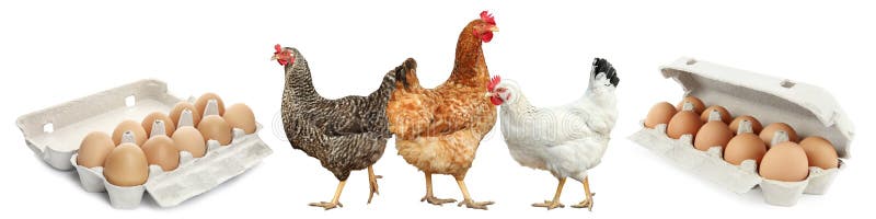 Kolaż z kurczakami i jajami na tle. projekt baneru