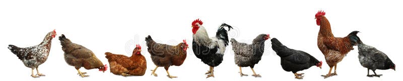 Kolaż z kurczakami i kogutami na tle. projekt baneru