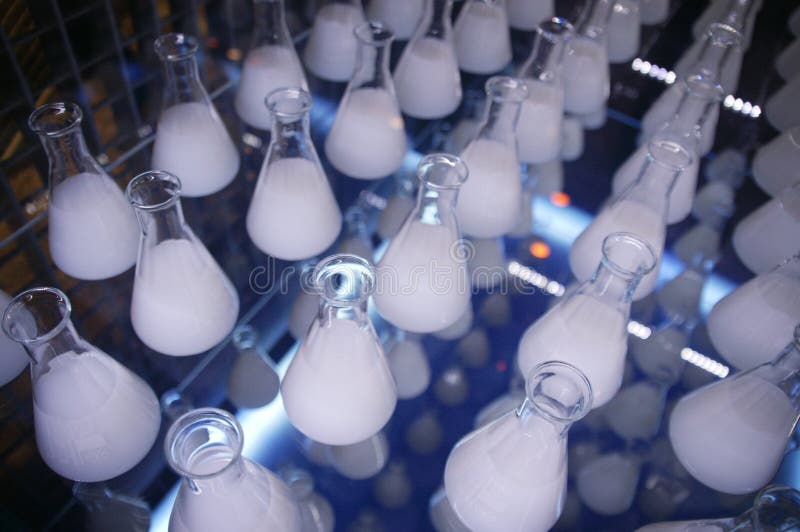 Many laboratory flasks containing a milky fluid. Many laboratory flasks containing a milky fluid.