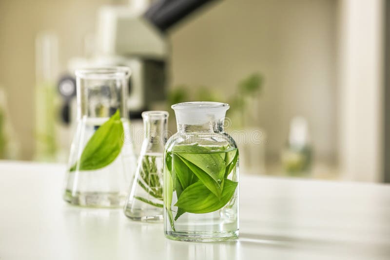 Flasks with plants on table in laboratory. Flasks with plants on table in laboratory