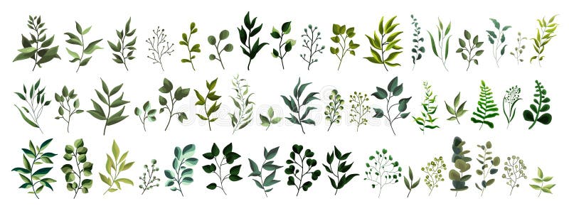 Kolekcja greenery liścia rośliny lasowych ziele tropikalni liście