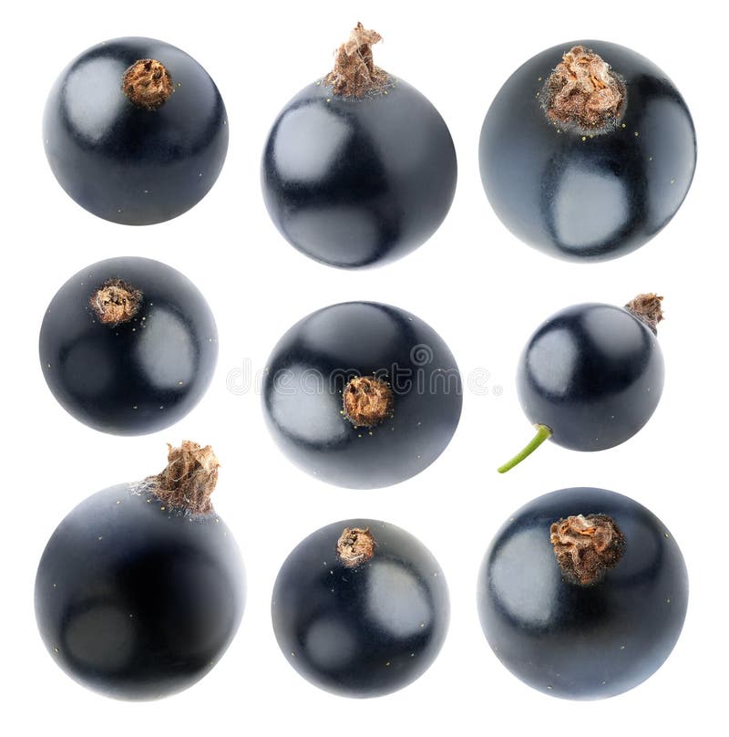 Kolekcja odosobneni blackcurrants