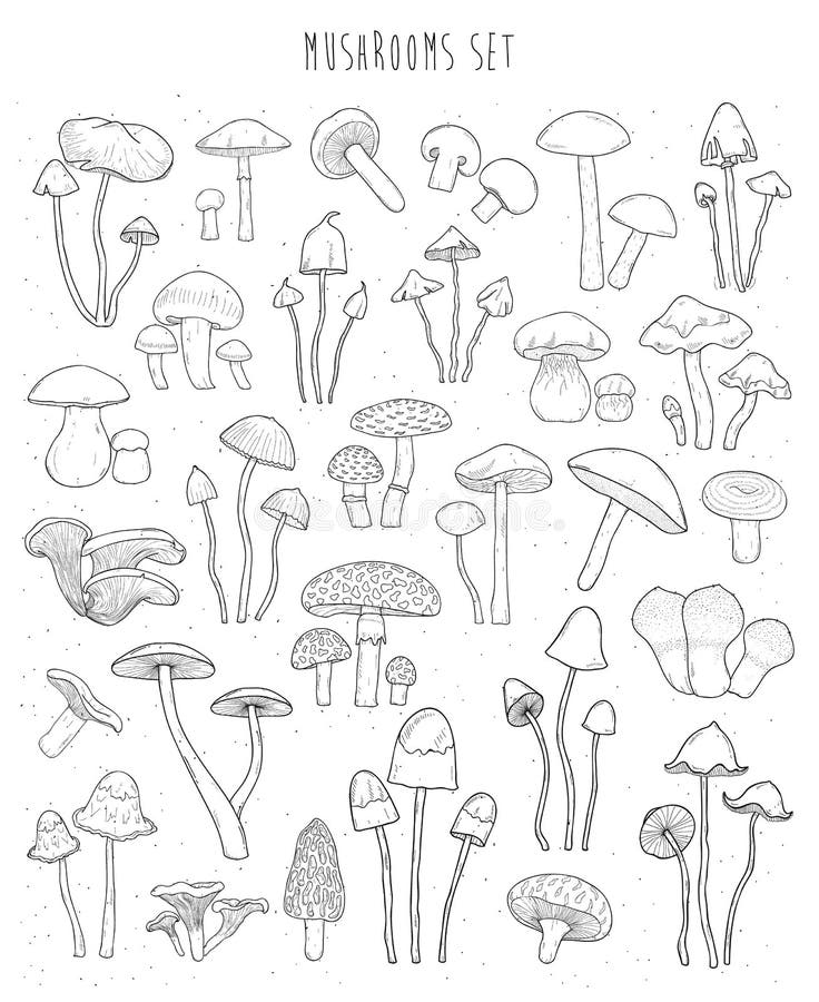 Kolekcja ręka rysujący różni typ pieczarka Nakreślenie wektoru ilustracja royalty ilustracja