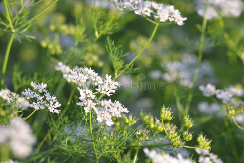 Roślina kolendry z kwiatami zdjęcie stock